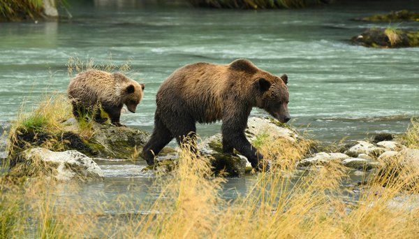 Comment organiser une expédition pour observer les ours bruns en Finlande ?